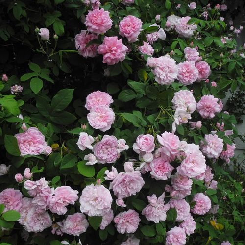 Růžová - Stromková růže s drobnými květy - stromková růže s keřovitým tvarem koruny
